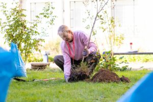 A volunteer from Virgin Media and O2 plants an apple tree