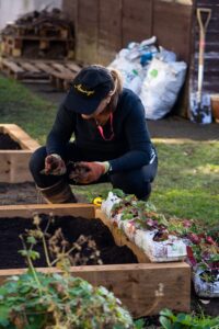 A volunteer from Virgin Media and O2 plants something in one of the raised beds